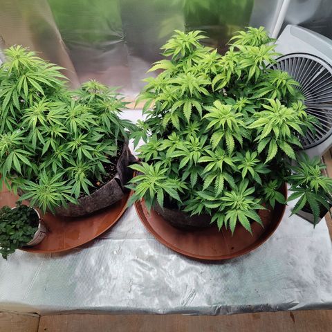 Arjan's Haze #3 growlog photo: Left them to dry well both this time and watered 4Ltrs each with 10ml Vega and 2.5ml Ryzho each.
Doubled the Vega as the Keminhaze was drying uo big fans from bottom mostly and I thing she was hungry.
This is the most I can mix with recomended level. 