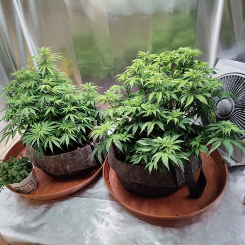Arjan's Haze #3 growlog photo: Afternoon photo 😜
Looking good after yesterday's watering.
Always getting a bit higher.
This weekend I will flip to flowering I think 🤔 