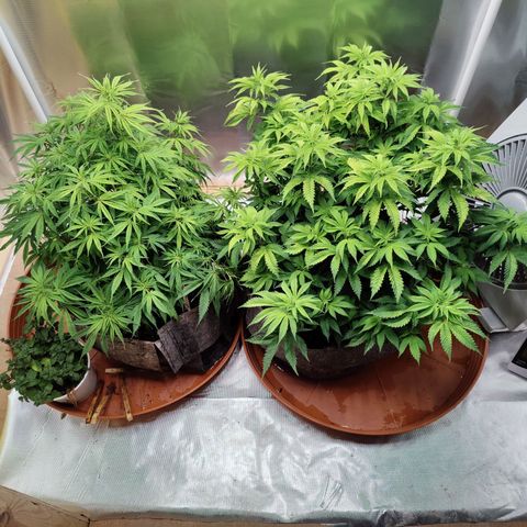 Arjan's Haze #3 growlog photo: Now Aryan at 50cm of height and S.Lemon at 44CM.
Defoliated slightly both to have better air and light penetration. 
