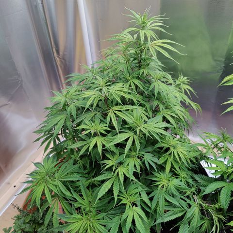 Arjan's Haze #3 growlog photo: Now Aryan at 50cm of height and S.Lemon at 44CM.
Defoliated slightly both to have better air and light penetration. 