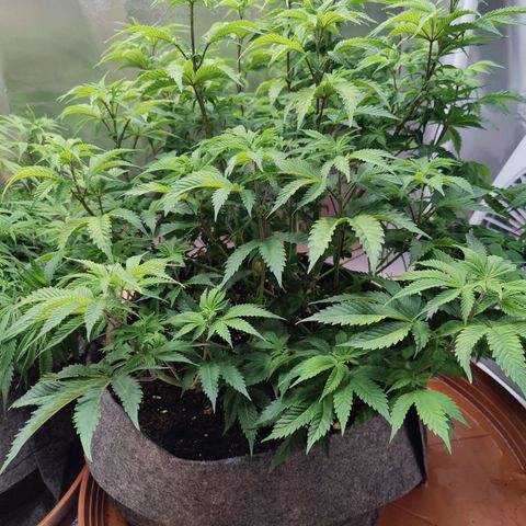 Arjan's Haze #3 growlog photo: Now Aryan at 50cm of height and S.Lemon at 44CM.
Defoliated slightly both to have better air and light penetration. 