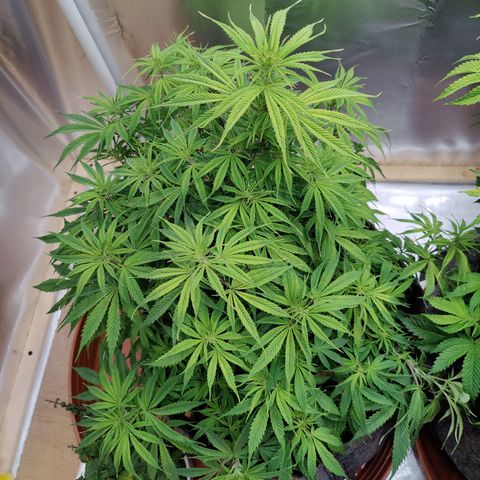 Arjan's Haze #3 growlog photo: Now Aryan at 50cm of height and S.Lemon at 44CM.
Defoliated slightly both to have better air and light penetration. 