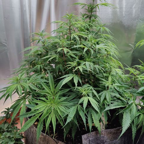 Arjan's Haze #3 growlog photo: Now Aryan at 50cm of height and S.Lemon at 44CM.
Defoliated slightly both to have better air and light penetration. 