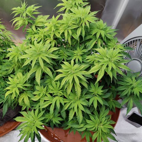 Arjan's Haze #3 growlog photo: Now Aryan at 50cm of height and S.Lemon at 44CM.
Defoliated slightly both to have better air and light penetration. 