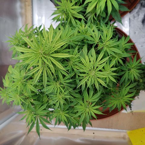 Arjan's Haze #3 growlog photo: Morning trimming after yesterdays big day.
Minimal lolipopping.
Cut most of the bottom leavs and very short top/branches.
Better air and light penetration again... 