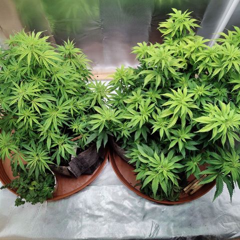 Arjan's Haze #3 growlog photo: Morning trimming after yesterdays big day.
Minimal lolipopping.
Cut most of the bottom leavs and very short top/branches.
Better air and light penetration again... 