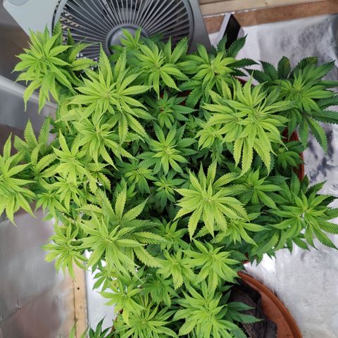 Arjan's Haze #3 growlog photo: Morning trimming after yesterdays big day.
Minimal lolipopping.
Cut most of the bottom leavs and very short top/branches.
Better air and light penetration again... 