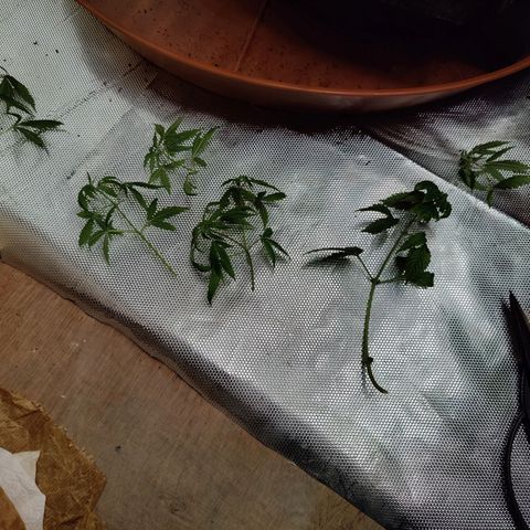 Arjan's Haze #3 growlog photo: Morning trimming after yesterdays big day.
Minimal lolipopping.
Cut most of the bottom leavs and very short top/branches.
Better air and light penetration again... 