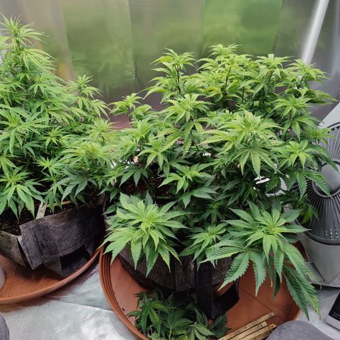 Arjan's Haze #3 growlog photo: Morning trimming after yesterdays big day.
Minimal lolipopping.
Cut most of the bottom leavs and very short top/branches.
Better air and light penetration again... 