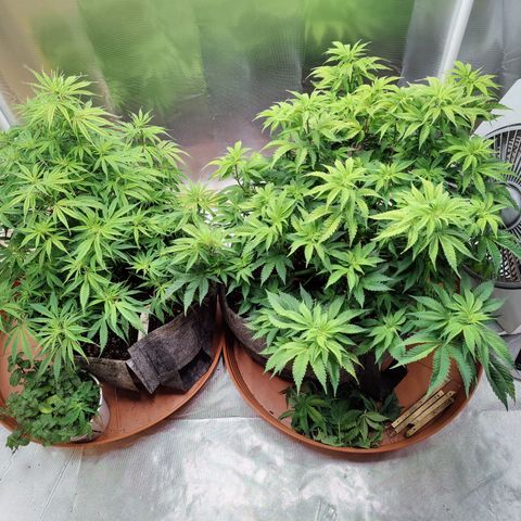 Arjan's Haze #3 growlog photo: Morning trimming after yesterdays big day.
Minimal lolipopping.
Cut most of the bottom leavs and very short top/branches.
Better air and light penetration again... 