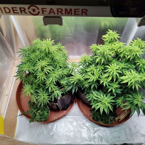 Arjan's Haze #3 growlog photo: Morning trimming after yesterdays big day.
Minimal lolipopping.
Cut most of the bottom leavs and very short top/branches.
Better air and light penetration again... 