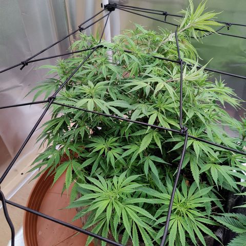 Arjan's Haze #3 growlog photo: After watering and net unstalled... 