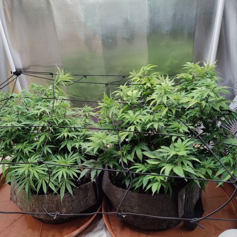 Arjan's Haze #3 growlog photo: After watering and net unstalled... 