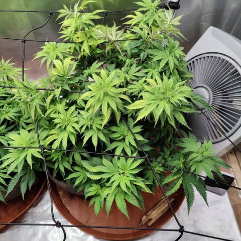 Arjan's Haze #3 growlog photo: After watering and net unstalled... 