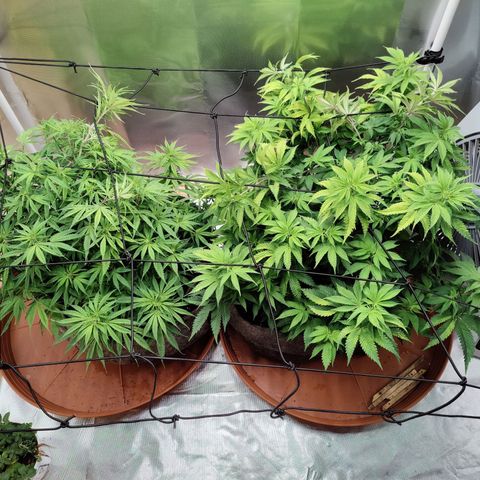 Arjan's Haze #3 growlog photo: After watering and net unstalled... 
