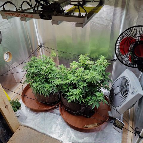 Arjan's Haze #3 growlog photo: After watering and net unstalled... 