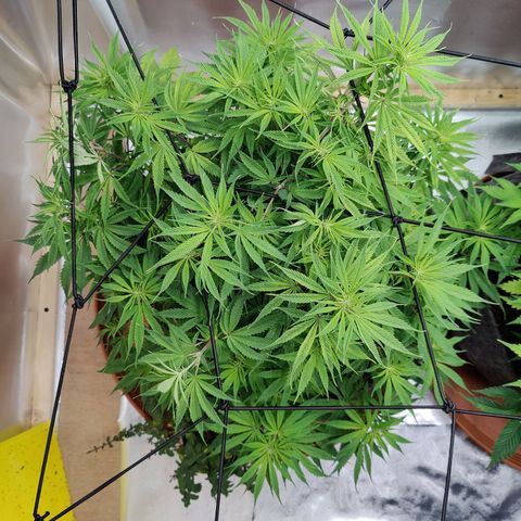 Arjan's Haze #3 growlog photo: Morning photos! 
Tucked again under net. Already forming a better canopy. 