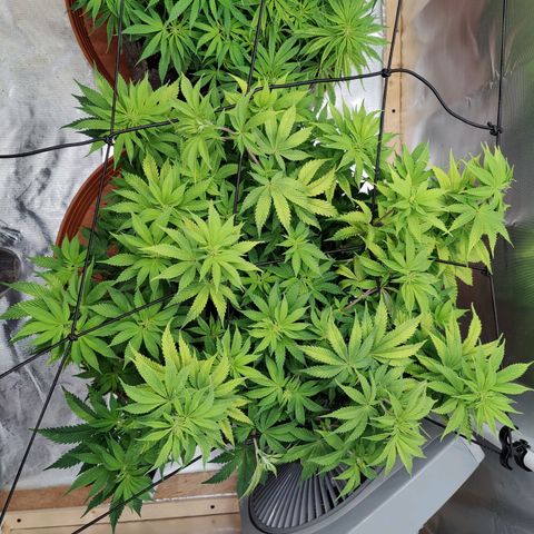 Arjan's Haze #3 growlog photo: Morning photos! 
Tucked again under net. Already forming a better canopy. 