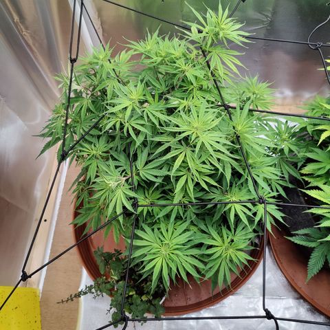 Arjan's Haze #3 growlog photo: Morning photos! 
Tucked again under net. Already forming a better canopy. 
