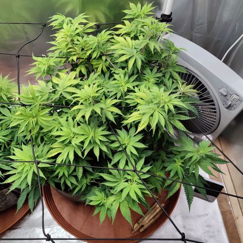 Arjan's Haze #3 growlog photo: Morning photos! 
Tucked again under net. Already forming a better canopy. 