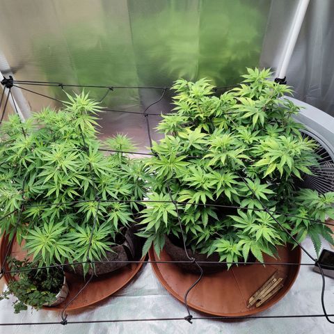 Arjan's Haze #3 growlog photo: Morning photos! 
Tucked again under net. Already forming a better canopy. 