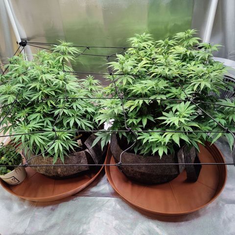 Super Lemon Haze growlog timeline photo