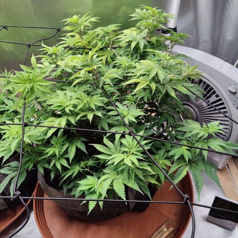 Super Lemon Haze growlog timeline photo