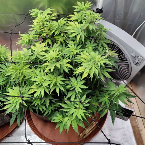 Super Lemon Haze growlog timeline photo