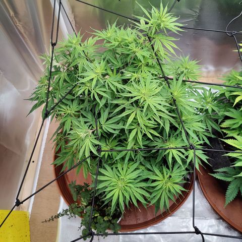 Arjan's Haze #3 growlog timeline photo