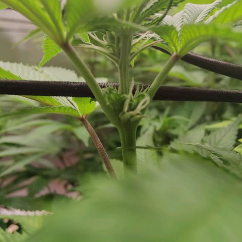 Arjan's Haze #3 growlog photo: Week 1 of flower
First signs showing now clearly! 