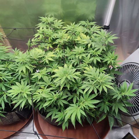 Arjan's Haze #3 growlog photo: Week 1 of flower
First signs showing now clearly! 