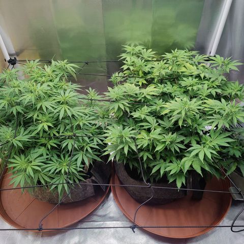 Arjan's Haze #3 growlog photo: Week 1 of flower
First signs showing now clearly! 