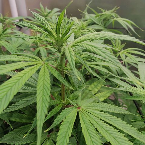 Arjan's Haze #3 growlog photo: Week 1 of flower
First signs showing now clearly! 