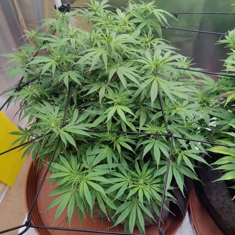 Arjan's Haze #3 growlog photo: Week 1 of flower
First signs showing now clearly! 