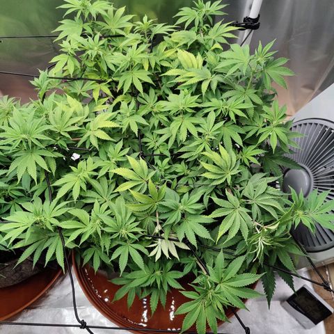 Arjan's Haze #3 growlog photo: After watering and some more tucking in