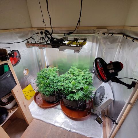 Arjan's Haze #3 growlog photo: After watering and some more tucking in