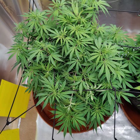 Arjan's Haze #3 growlog photo: After watering and some more tucking in