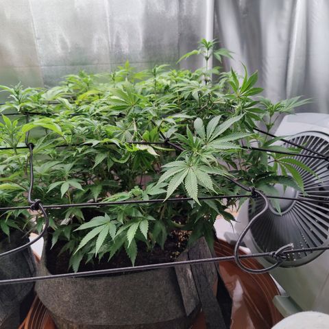 Arjan's Haze #3 growlog photo: After watering and some more tucking in