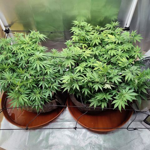 Arjan's Haze #3 growlog photo: After watering and some more tucking in