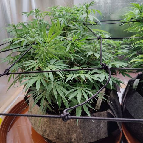 Arjan's Haze #3 growlog photo: After watering and some more tucking in