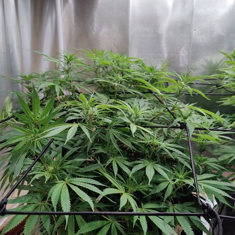 Arjan's Haze #3 growlog photo: After watering. Early afternoon.
Cut some more bottom branches which remained too small. I need the plats to focus on the top part now.
Flowers still at early stages, minor shows of hairs.. 