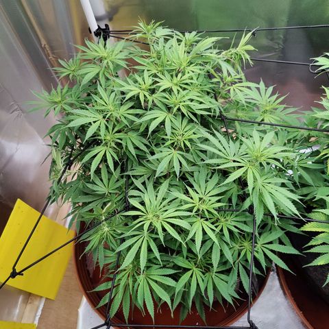 Arjan's Haze #3 growlog photo: After watering. Early afternoon.
Cut some more bottom branches which remained too small. I need the plats to focus on the top part now.
Flowers still at early stages, minor shows of hairs.. 