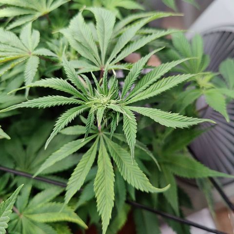Arjan's Haze #3 growlog photo: After watering. Early afternoon.
Cut some more bottom branches which remained too small. I need the plats to focus on the top part now.
Flowers still at early stages, minor shows of hairs.. 