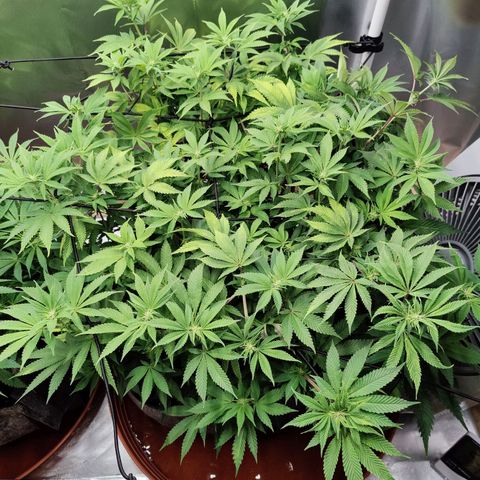 Arjan's Haze #3 growlog photo: After watering. Early afternoon.
Cut some more bottom branches which remained too small. I need the plats to focus on the top part now.
Flowers still at early stages, minor shows of hairs.. 