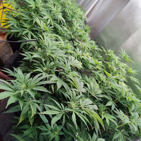 Arjan's Haze #3 growlog photo: After watering. Early afternoon.
Cut some more bottom branches which remained too small. I need the plats to focus on the top part now.
Flowers still at early stages, minor shows of hairs.. 