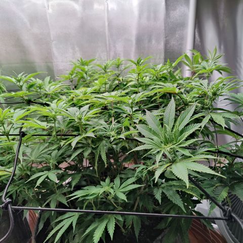 Arjan's Haze #3 growlog photo: After watering. Early afternoon.
Cut some more bottom branches which remained too small. I need the plats to focus on the top part now.
Flowers still at early stages, minor shows of hairs.. 