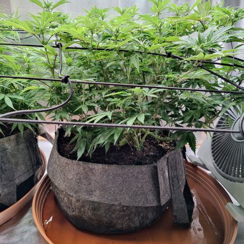 Arjan's Haze #3 growlog photo: After watering. Early afternoon.
Cut some more bottom branches which remained too small. I need the plats to focus on the top part now.
Flowers still at early stages, minor shows of hairs.. 