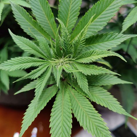 Arjan's Haze #3 growlog photo: After watering. Early afternoon.
Cut some more bottom branches which remained too small. I need the plats to focus on the top part now.
Flowers still at early stages, minor shows of hairs.. 