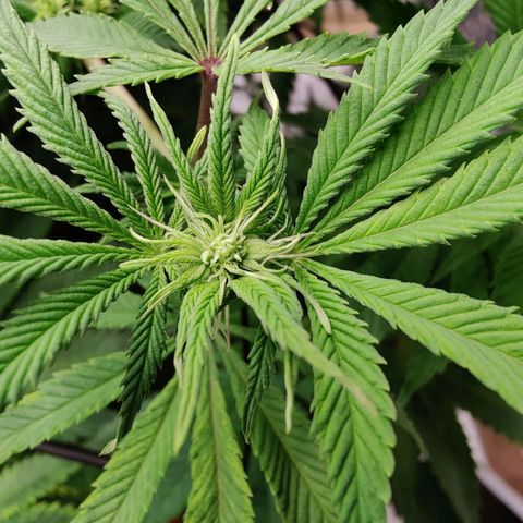 Arjan's Haze #3 growlog photo: After watering. Early afternoon.
Cut some more bottom branches which remained too small. I need the plats to focus on the top part now.
Flowers still at early stages, minor shows of hairs.. 