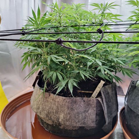 Arjan's Haze #3 growlog photo: After watering. Early afternoon.
Cut some more bottom branches which remained too small. I need the plats to focus on the top part now.
Flowers still at early stages, minor shows of hairs.. 